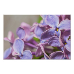 Agrandir la photographie de Lilac Flower Imprimer