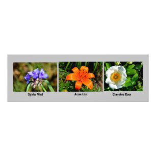 Agrandissement de la photo des fleurs de macro