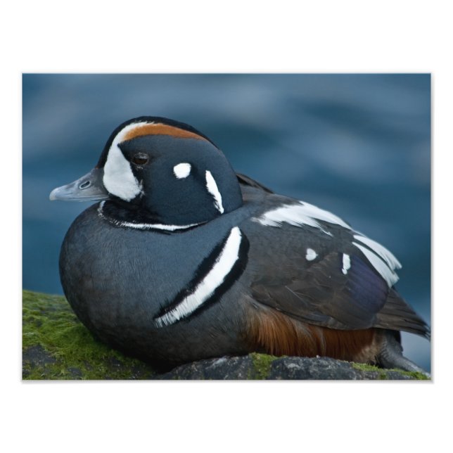 Agrandissement de la photo Harlequin Duck (Devant)