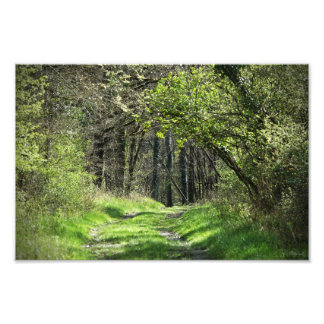 Agrandissement photo "dans la forêt"