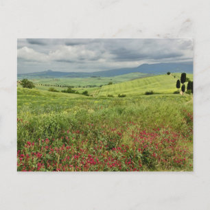 Agricultural field, Tuscany region of Italy. Postcard