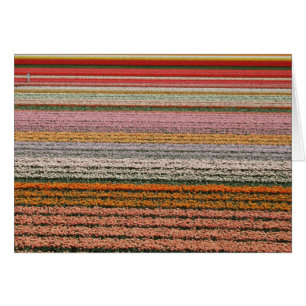 Agriculture d'ampoule