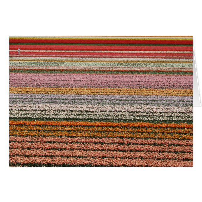 Agriculture d'ampoule (Devant horizontal)