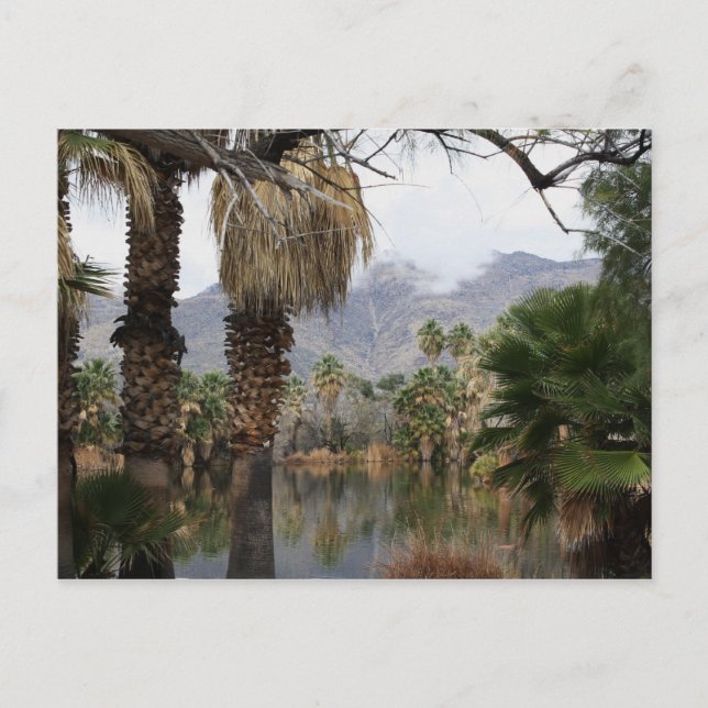 Agua Caliente Park Tucson Az Postcard (Front)