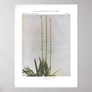 Ague or Colicroot; Star Grass - Aletris farinosa Poster
