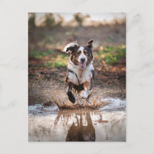AI Dog  Postcard