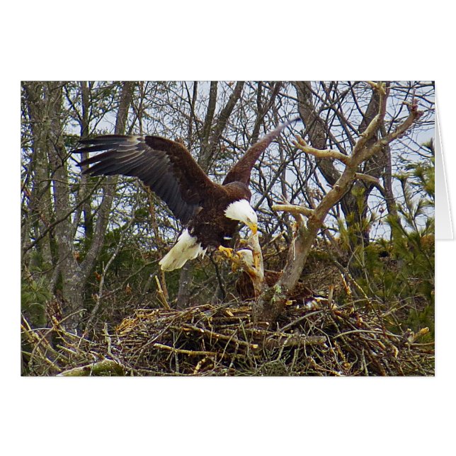 Aigle (Devant Horizontal)