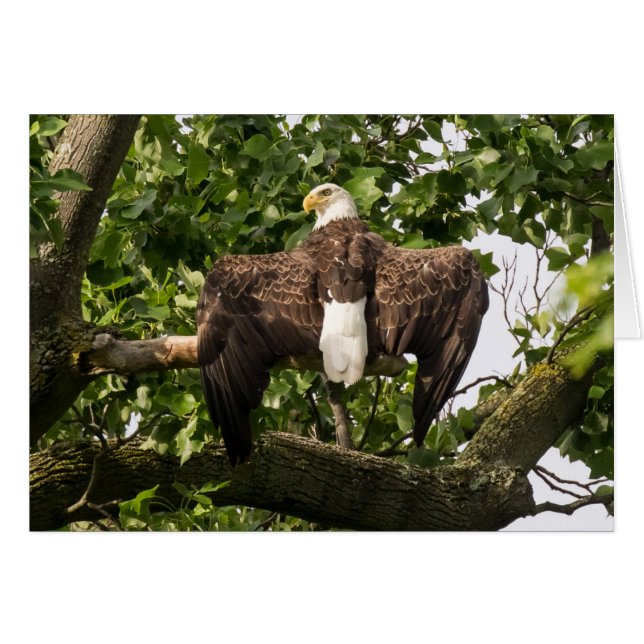 Aigle (Devant horizontal)