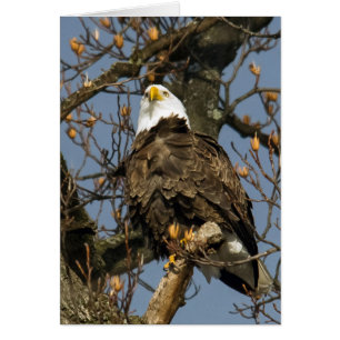 Aigle À Balles Sur Une Perche Haute