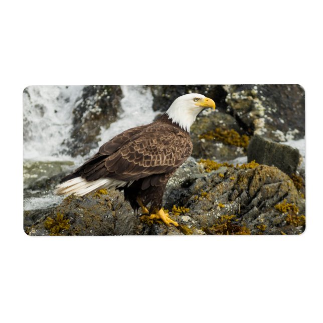 Aigle à tête blanche (Devant)