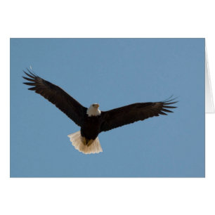 Aigle à tête blanche