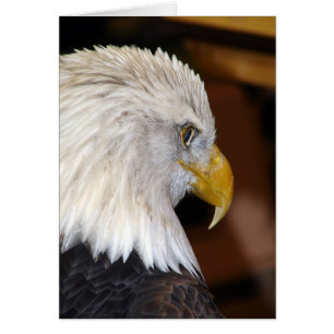 Aigle à tête blanche américaine