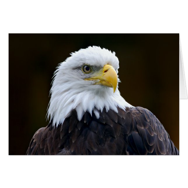 Aigle à tête blanche américaine (Devant horizontal)