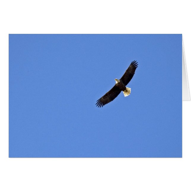 Aigle à tête blanche américaine (Devant Horizontal)