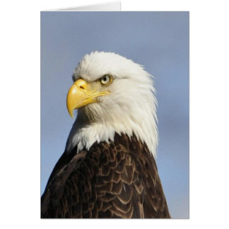 Aigle à tête blanche américaine