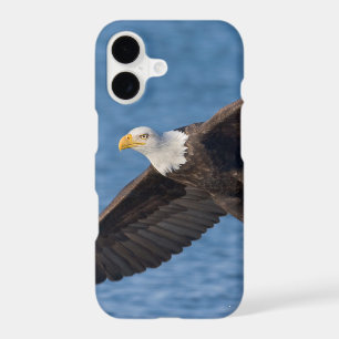 Aigle à tête blanche en vol