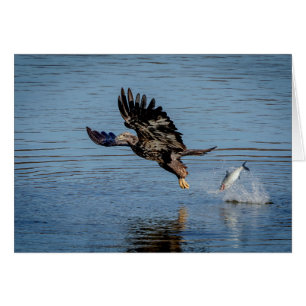 Aigle à tête blanche immature qui dépose un poisso