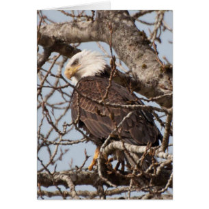 Aigle à tête blanche perché dans un arbre