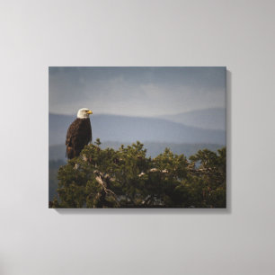 Aigle à tête blanche sur la toile enroulée supérie