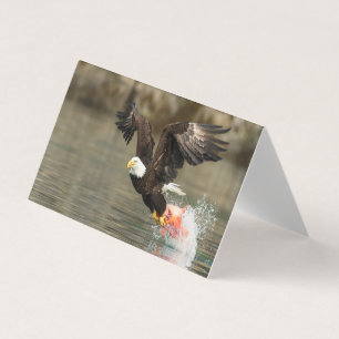 Aigle à tête plate