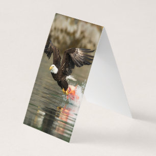 Aigle à tête plate