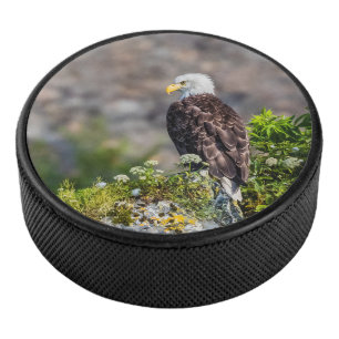 Aigle bald assis sur le rocher
