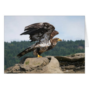 Aigle Bald Prêt Pour Le Vol - Cartes