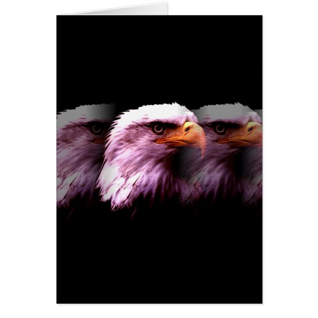 Aigle d'Amérique (Devant)