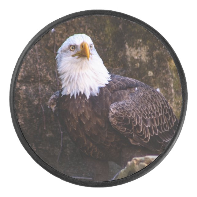 Aigle de Bald (Devant)
