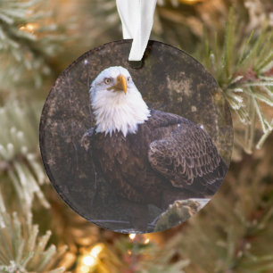 Aigle de Bald