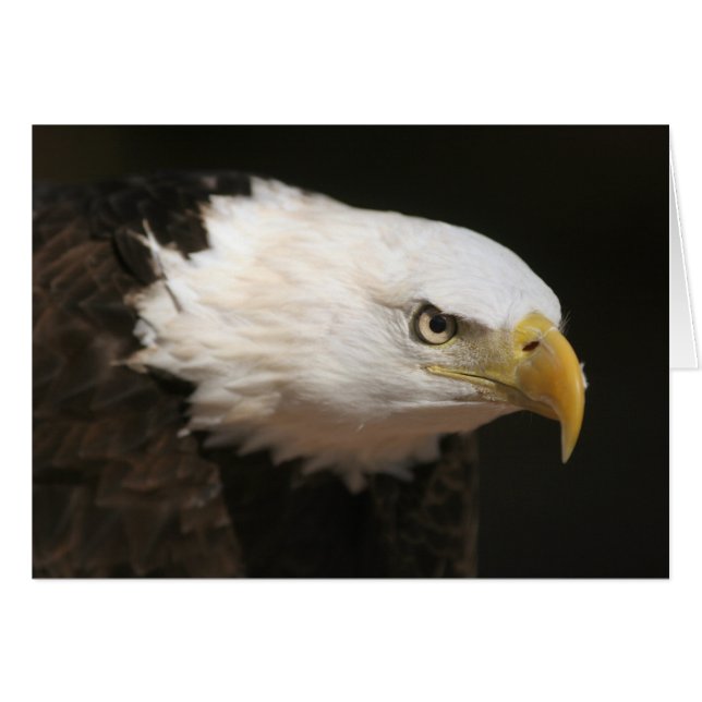 Aigle de Bald (Devant horizontal)