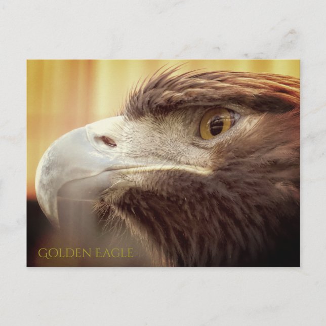Aigle d'or : Carte postale (Devant)