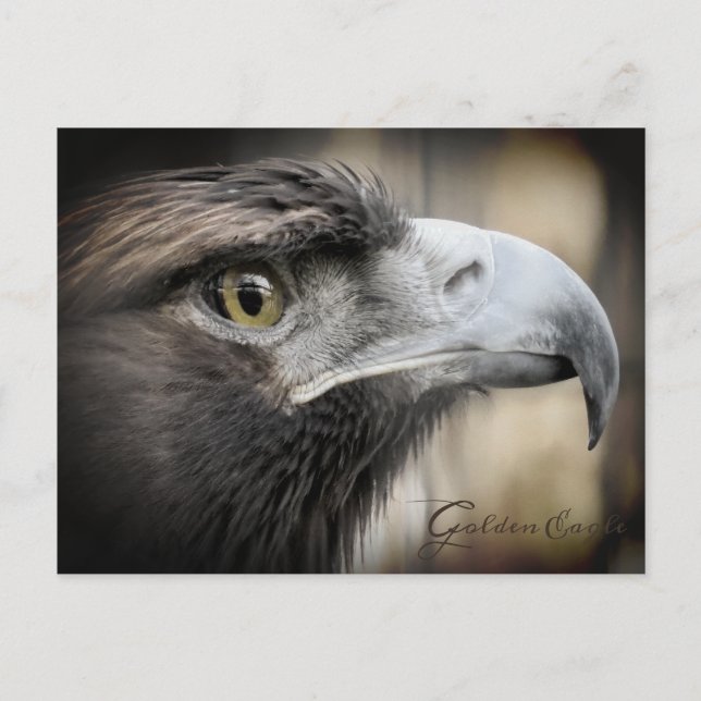 Aigle d'or : Carte postale (Devant)