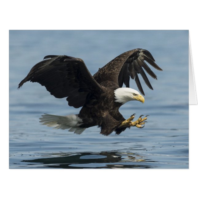 Aigle en approche (Devant horizontal)