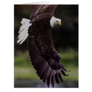 Aigle en vol