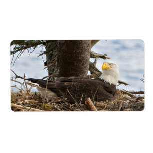 Aigle nicheur