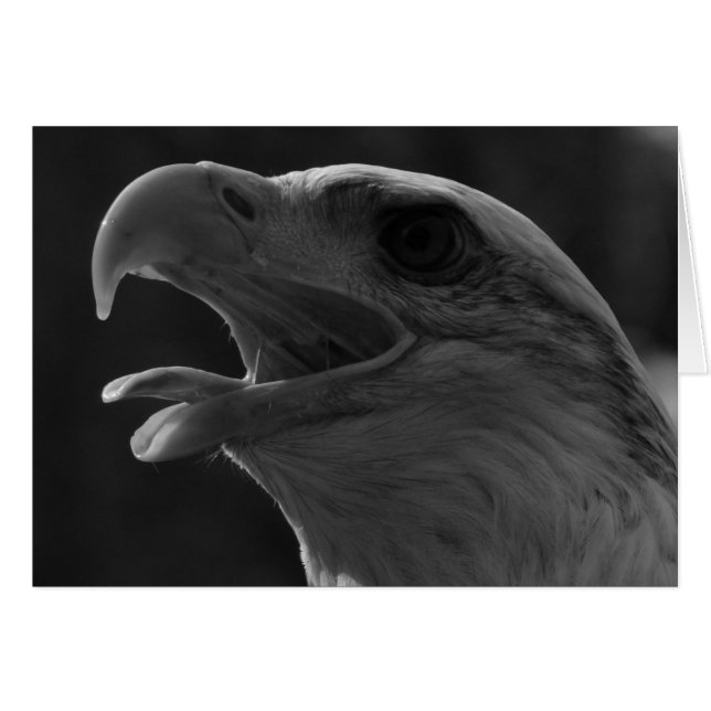 Aigle noir et blanc (Devant horizontal)