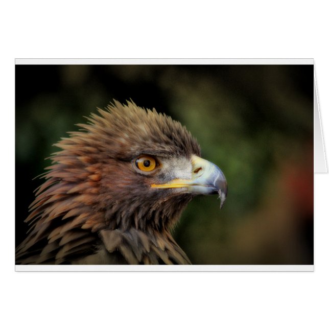 aigle royal (Devant horizontal)