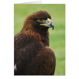 aigle royal