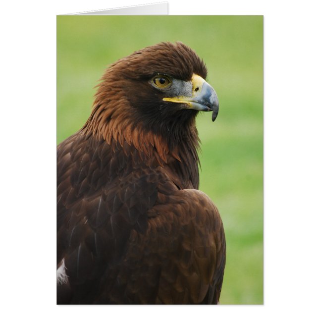 aigle royal (Devant)