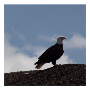 Aigle royal sur un sol élevé Affiche brillante