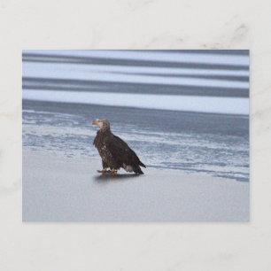 Aigle sur carte postale du lac gelé