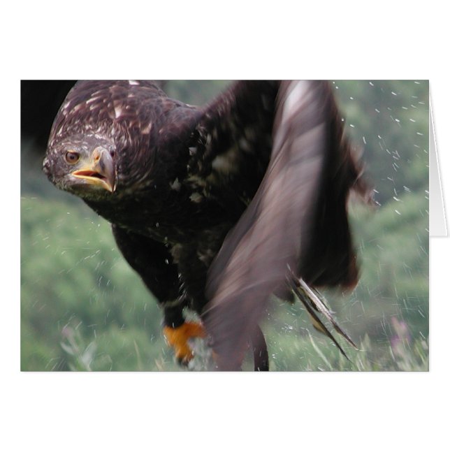 Aigle Tawny (Devant horizontal)