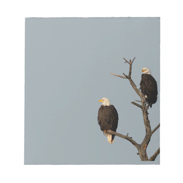 Aigles chauds du Bloc-notes Silence Wonders (Devant)