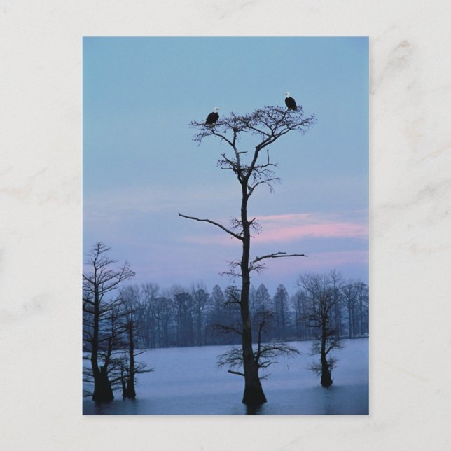Aigles chauves sur une carte postale d'arbre (Devant)
