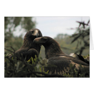 Aigles de Tasmanie