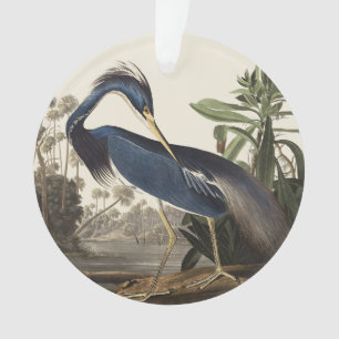 Aigrette de Louisiane, oiseau, Art vintage d'Audub