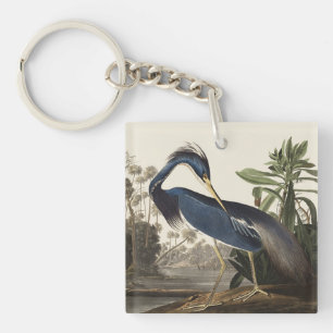 Aigrette de Louisiane, oiseau, Art vintage d'Audub