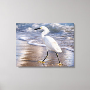 Aigrette sur toile de bord de mer