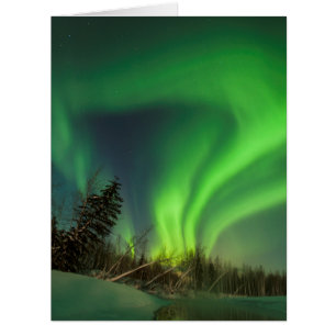 Aiguille d'épinette